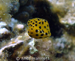 Baby Boxfish in Safaga, Egypt. About as big as my little ... by Andy Hamnett 